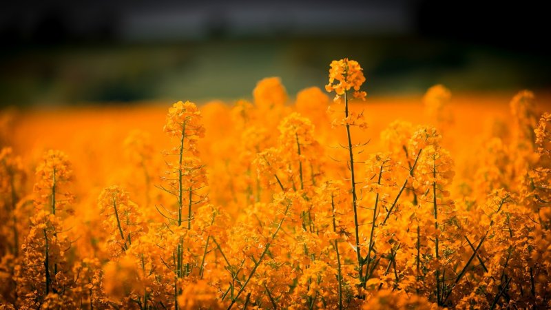 Поле с желтыми цветами