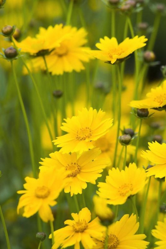 Желтые цветочки летом