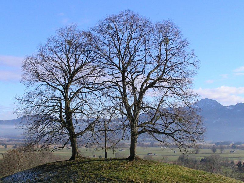 Деревья зимой без листьев