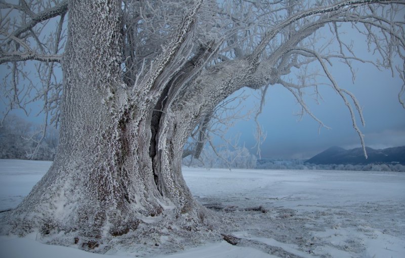 Ветвистое дерево зимой