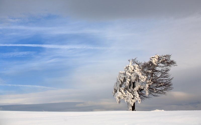 Одиглкле дерево в снегу