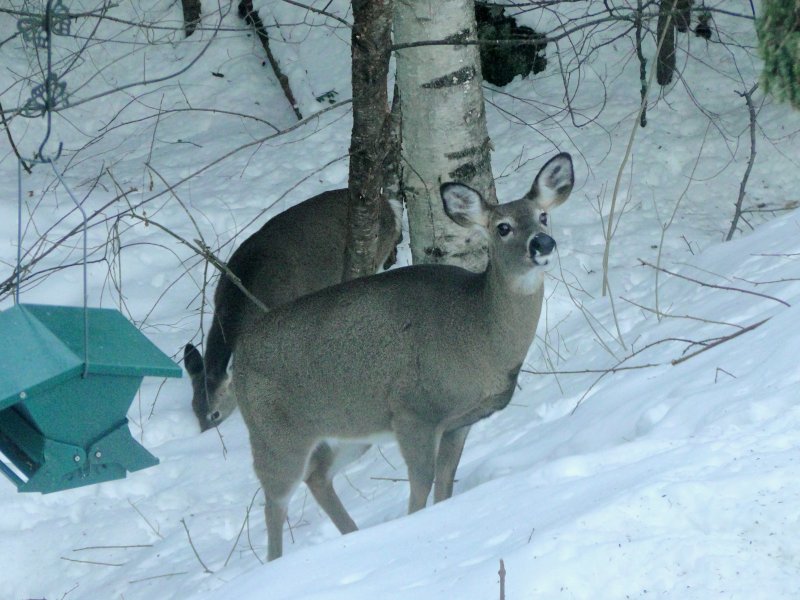 Животные Ленинградской области зимой