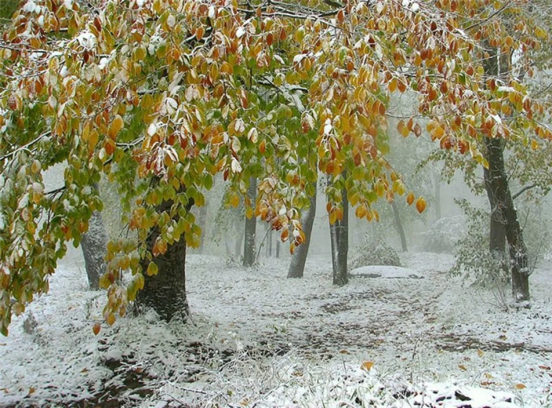 Осенние пейзажи первый снег