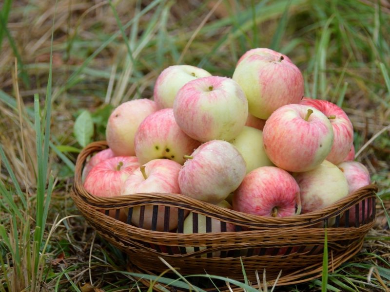 Лишние яблоки на даче