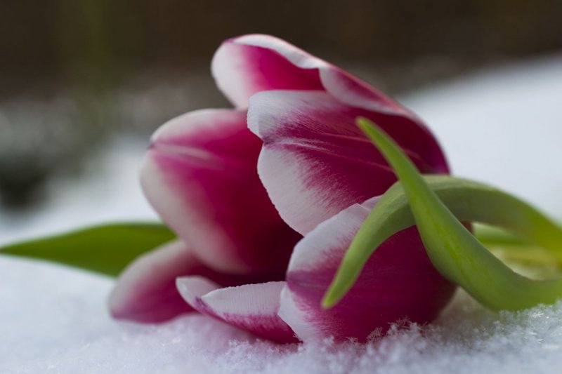 Тюльпаны цветы зимние