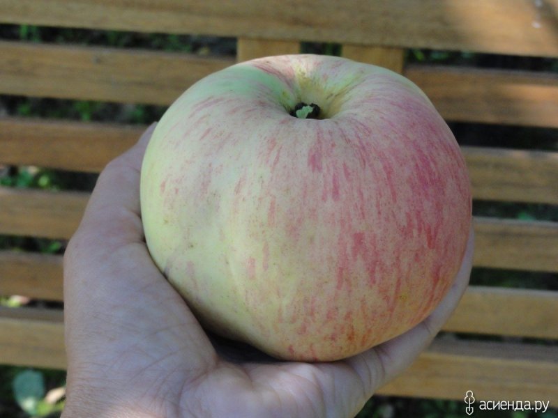 Яблоня сорт коричное полосатое