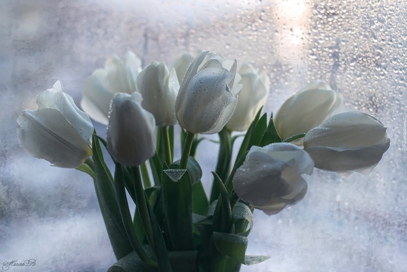 Белые тюльпаны на снегу