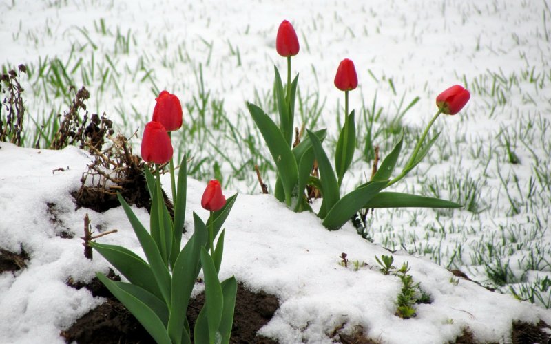 Весна тюльпаны снег