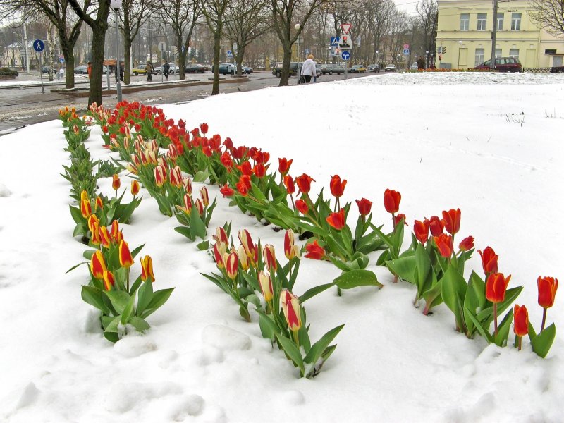 Весна тюльпаны снег