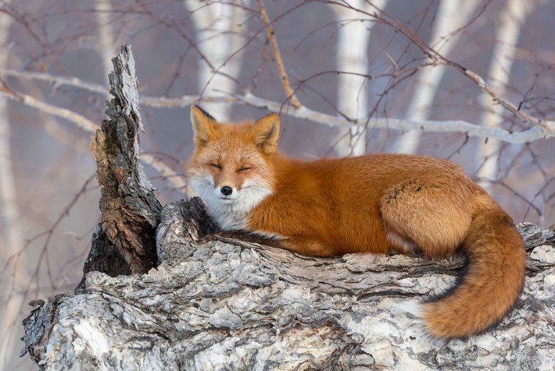 Денис Будьков фото лисы