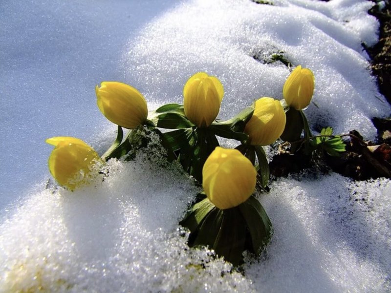 Желтые цветы в снегу
