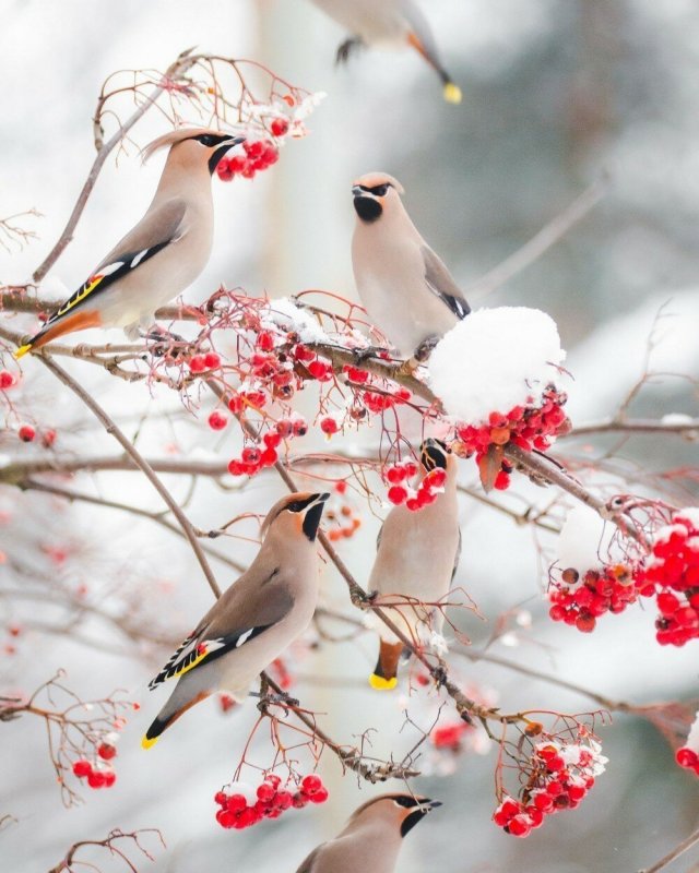 Птицы свиристели Снегири