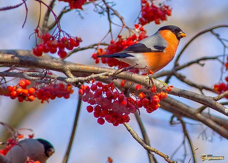 Птицы на рябине зимой