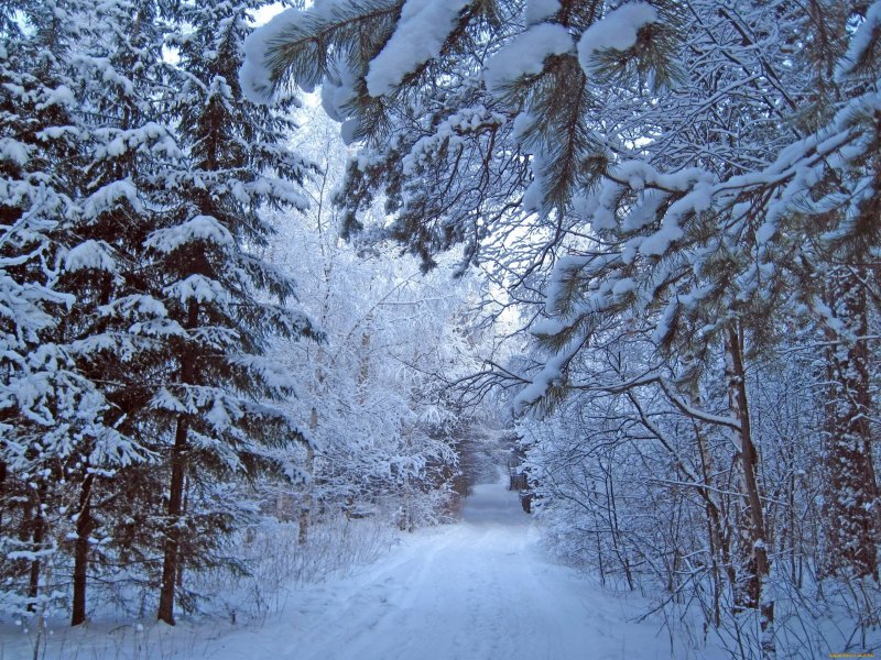 Зимний лес