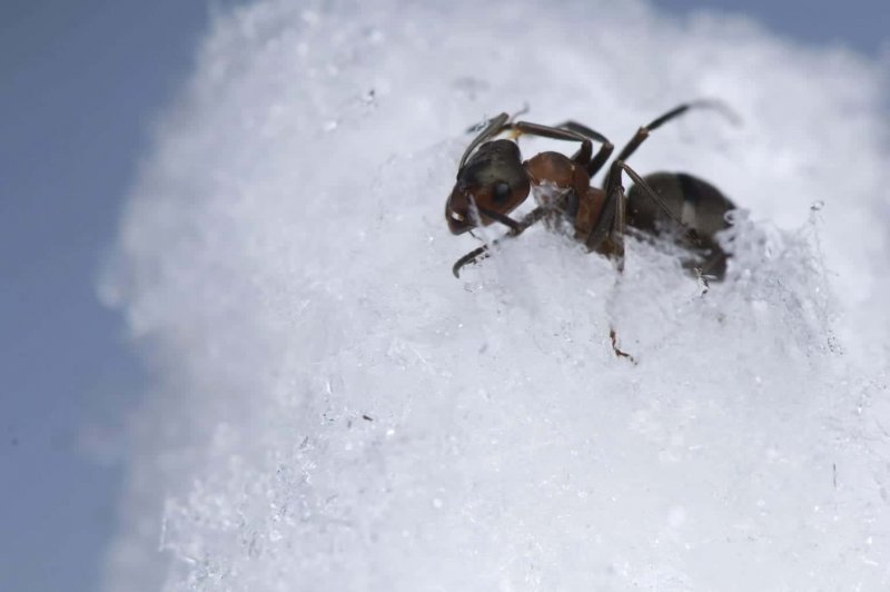 Зимние муравьи