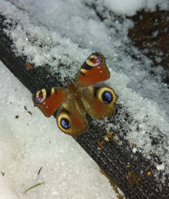 Зимняя бабочка
