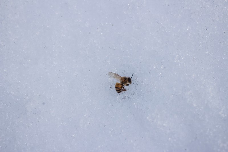 Мелкие насекомые на снегу зимой