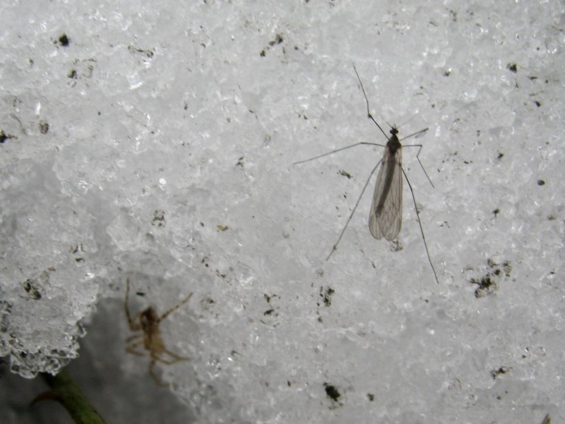 Ледничники зимние комарики