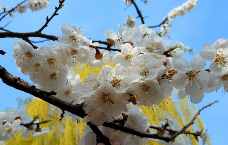 Весеннее цветение абрикосового дерева