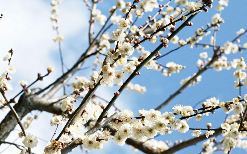 Природа Весна деревья апрель