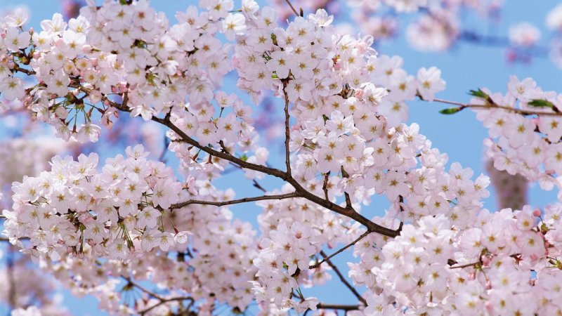 Цветущие деревья весной