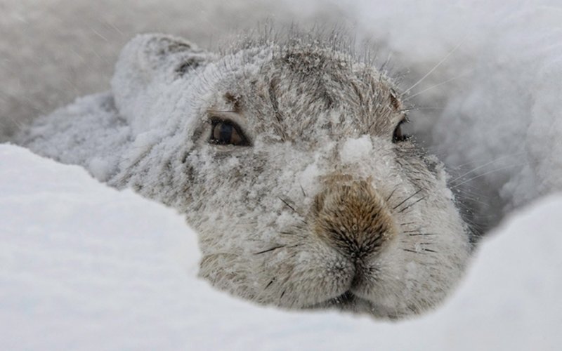 Заяц на снегу