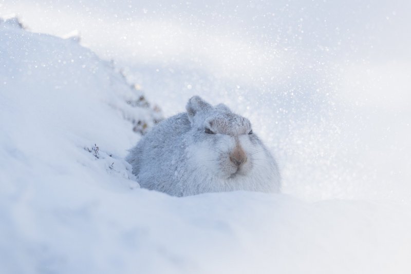 Заяц спит зимой