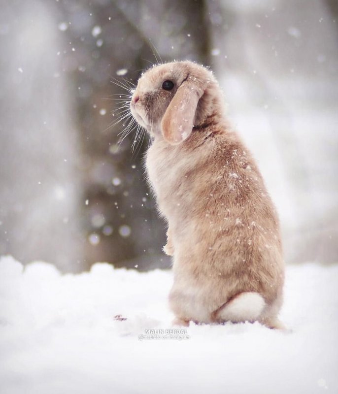 Зайчик на снегу