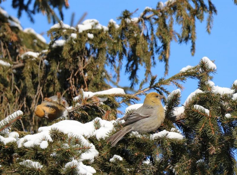 Зимние птицы в лесу Сибири