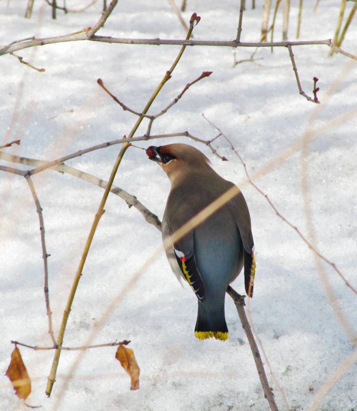 Птицы Сибири зимой