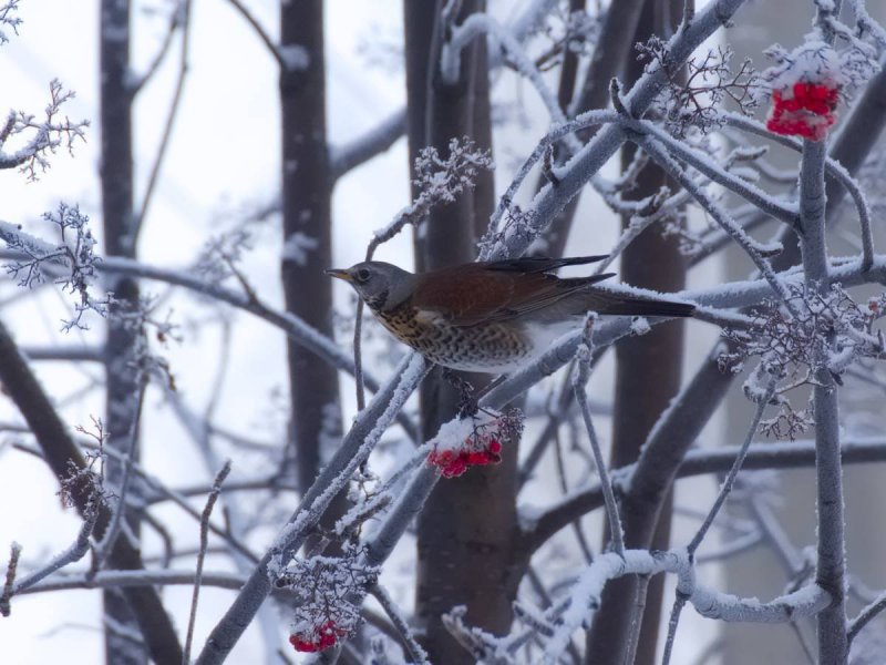 Зимующие птицы Новосибирской