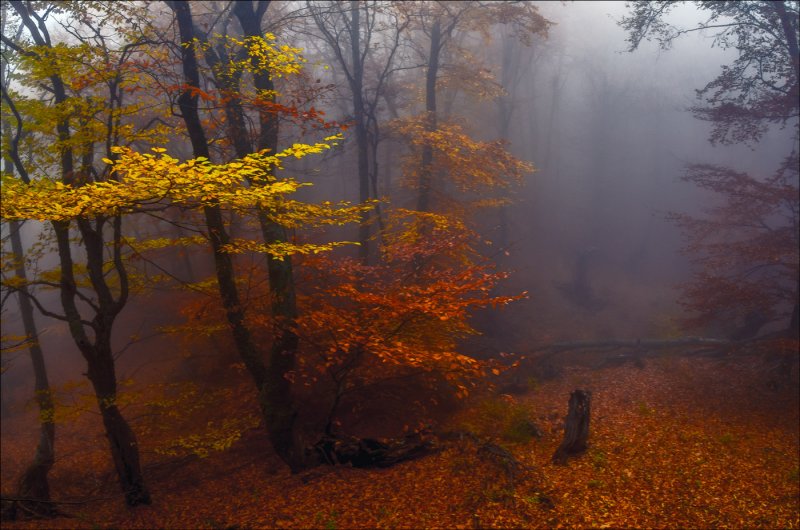 Осенний пейзаж туман