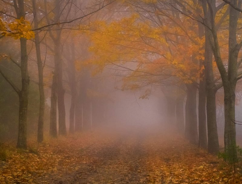 Осенняя аллея в тумане