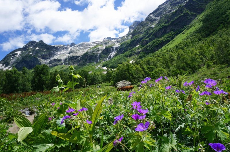 Альпийские Луга Карачаево-Черкесии