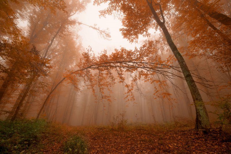 Осенний туман