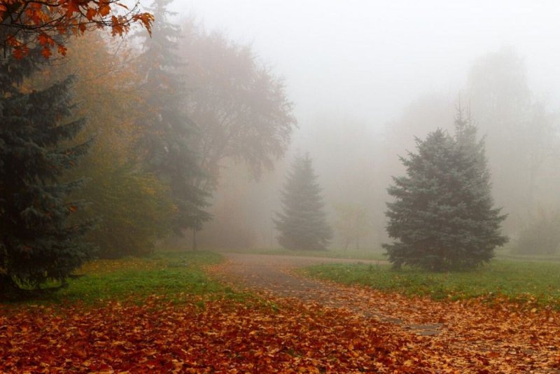Осень туман ветер