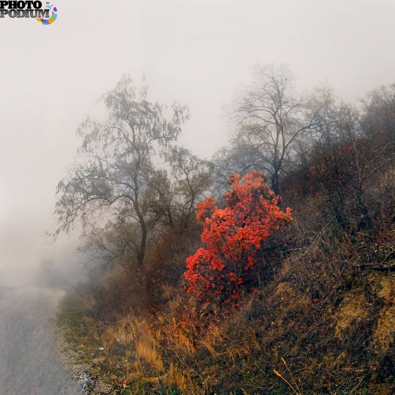 Осенний лес Крым скумпия