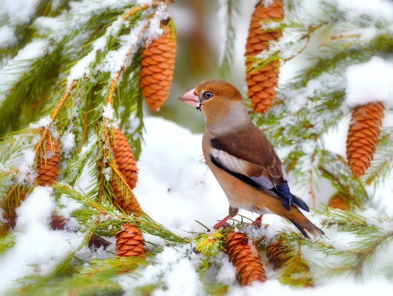 Птицы в зимнем лесу