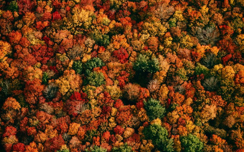 Осенний лес вид сверху