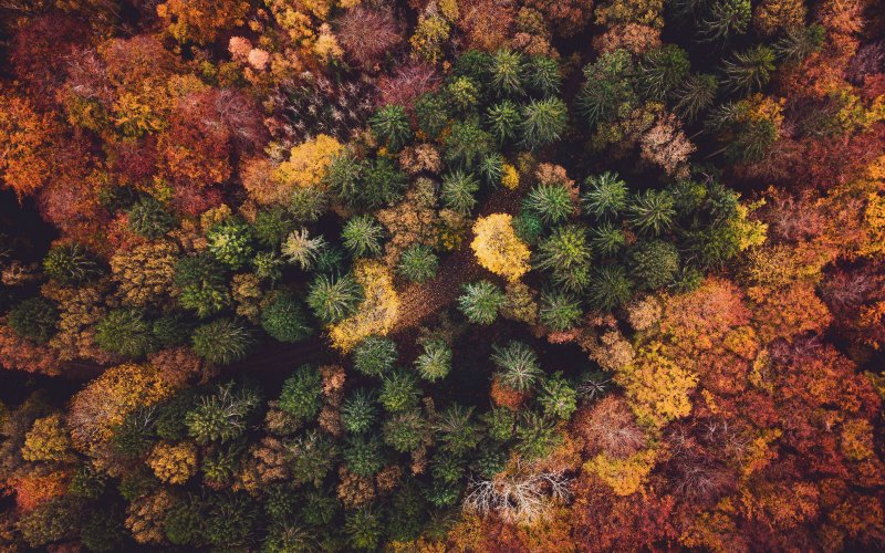 Осенний лес вид сверху
