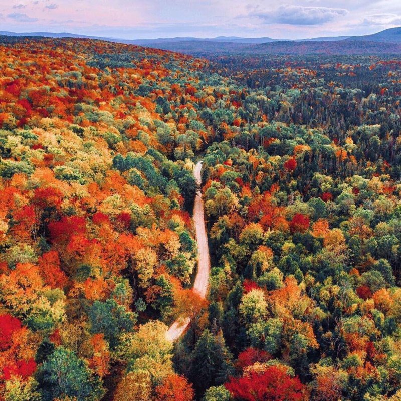Осень лес вид сверху