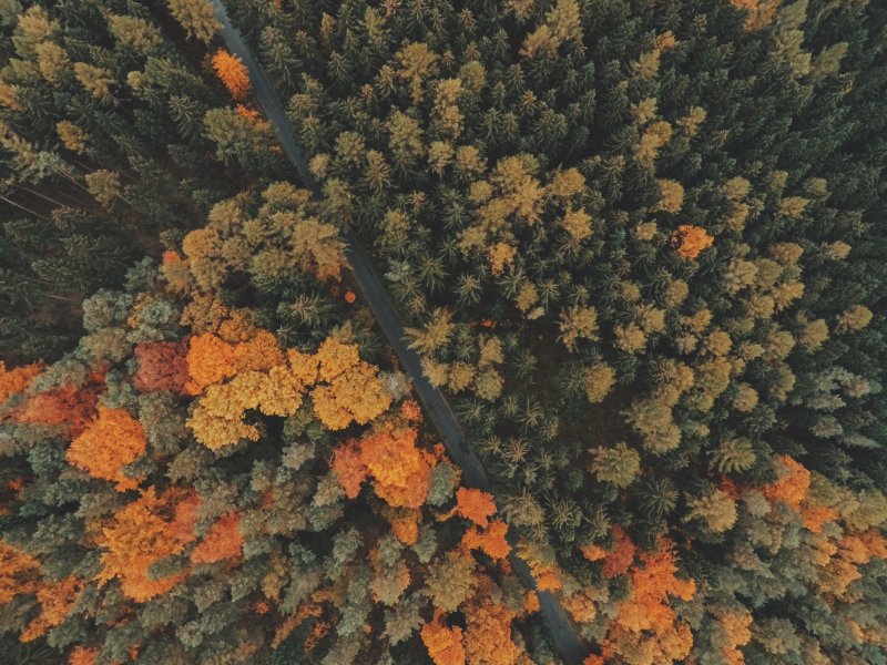 Осенний лес сверху