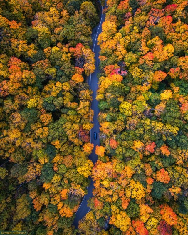 Осенний лес сверху