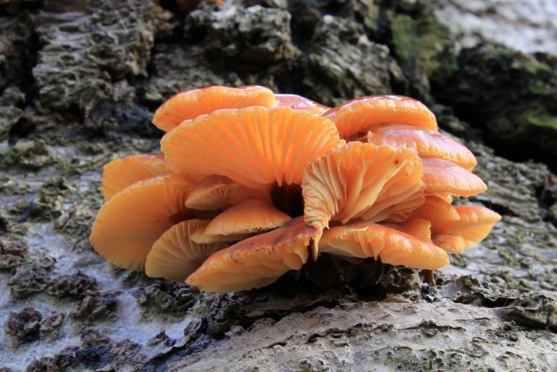 Зимний гриб (Flammulina velutipes)