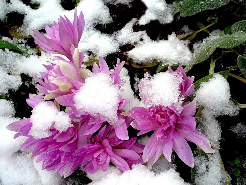 Безвременник цветок в снегу