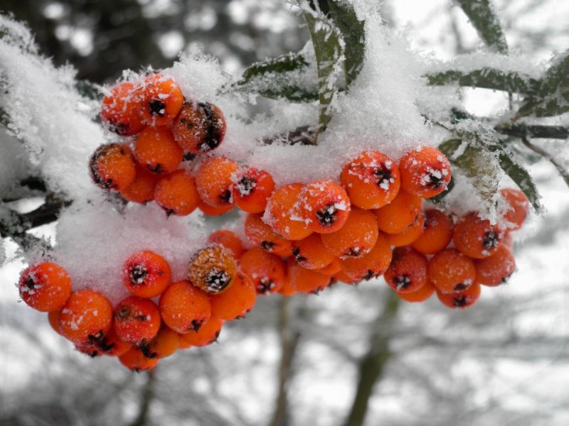 Рябина ягода зима
