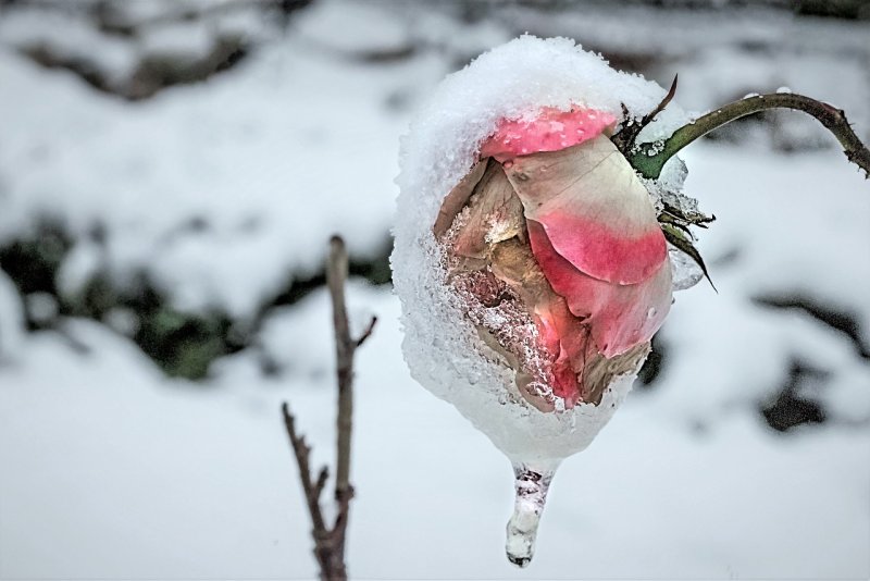 Красивые розы на снегу