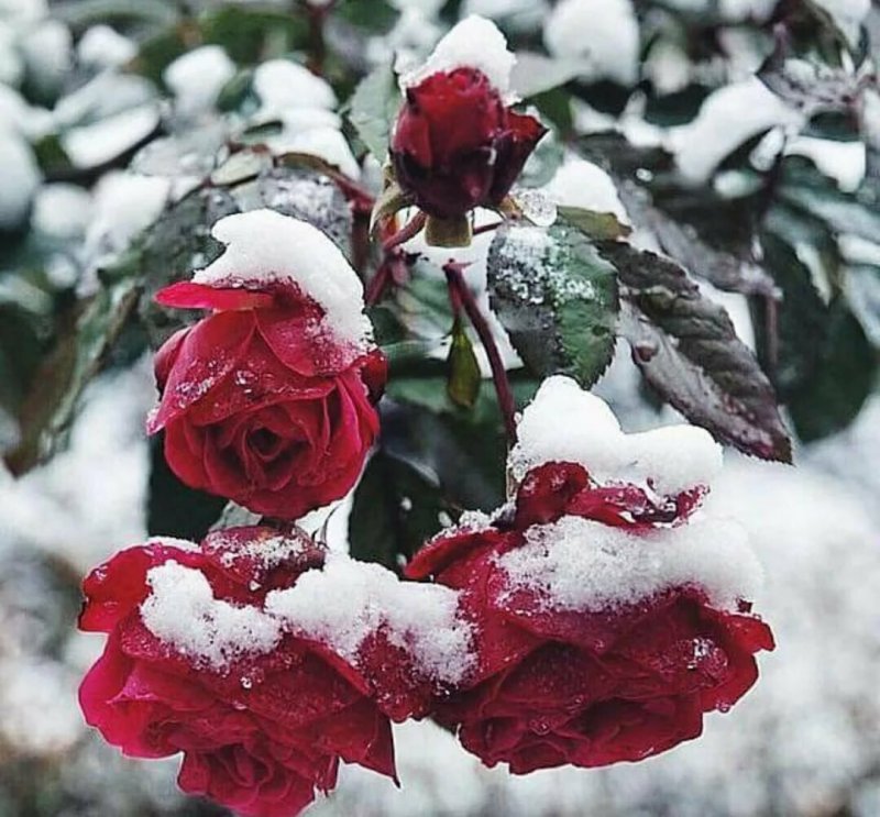 Розы на морозе