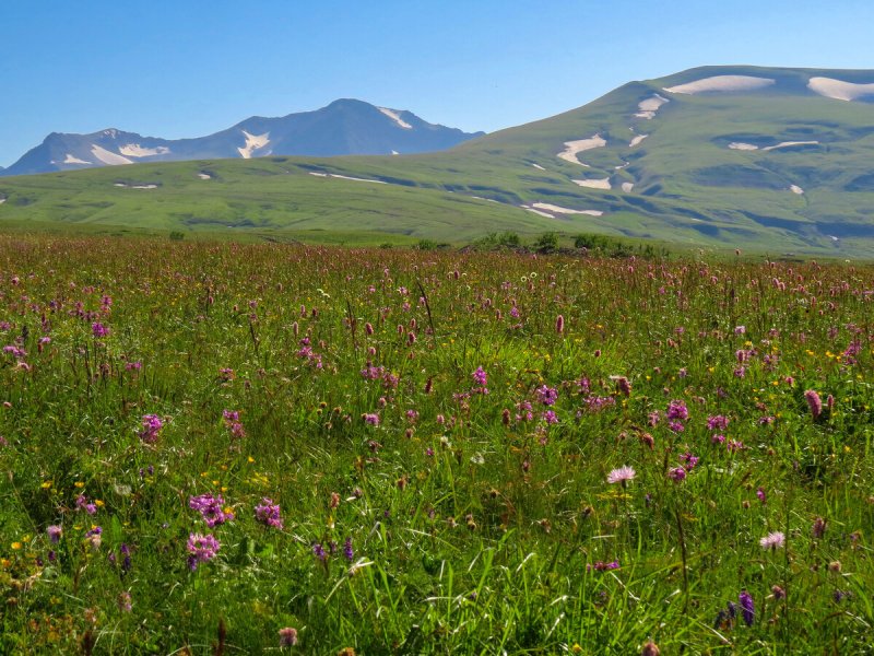 Рододендрон эндемик Кавказа