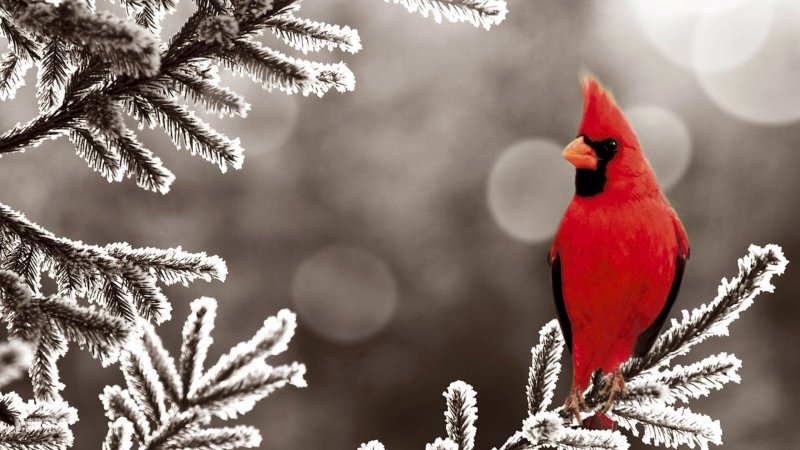 Красный Кардинал Рождественская птица